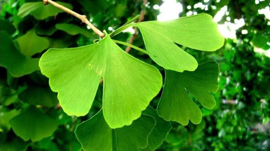Hafıza Ve Baş D&ouml;nmesinde Ginkgo Biloba Etkisi