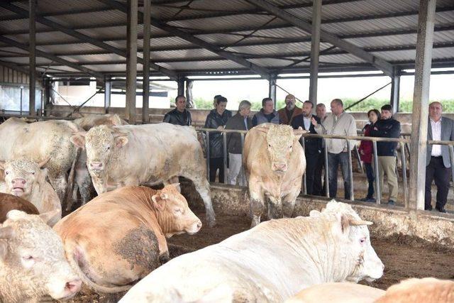 Başkan Doğan Süt Üretim Tesislerinde İncelemelerde Bulundu