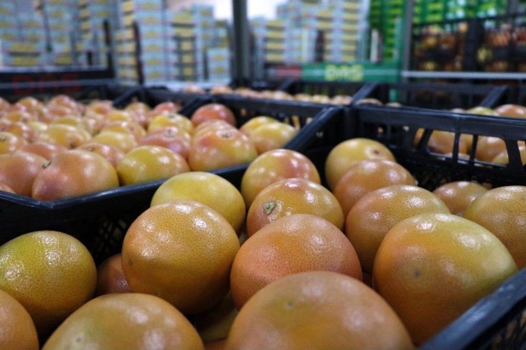 Adana&rsquo;da Greyfurt Hasadı Başladı