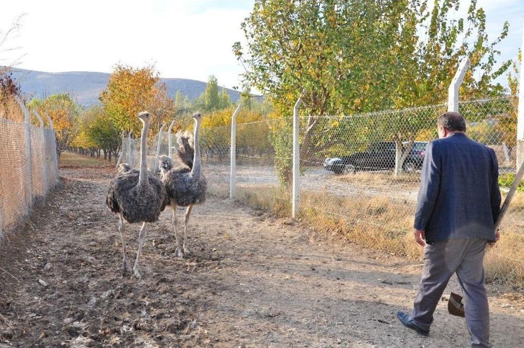 Devekuşu &Ccedil;iftliği Kurma Hayali H&uuml;sranla Bitti