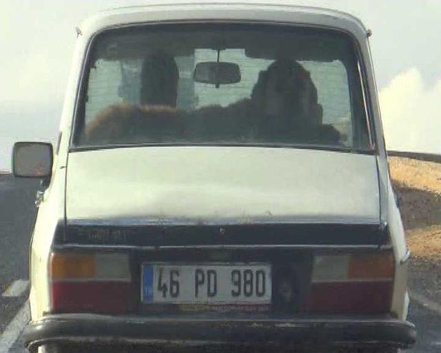 &Ccedil;oban K&ouml;peğinin Otomobilde Seyahat Keyfi 1