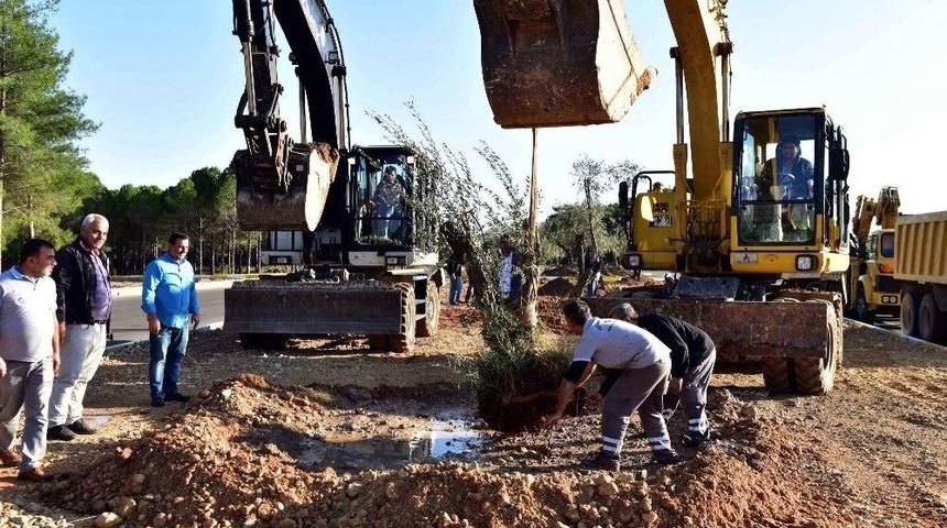 Kepez Belediyesi Zeytin Ağa&ccedil;larını Korumaya Aldı