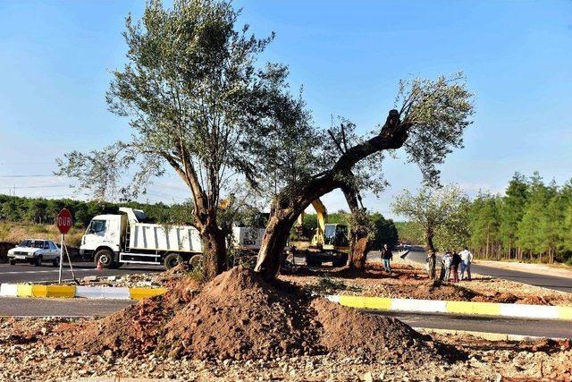 Kepez Belediyesi Zeytin Ağaçlarını Korumaya Aldı