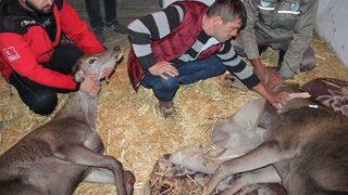 Kanala Düşen Anne Geyik Ve Yavrusu Koruma Altına Alındı