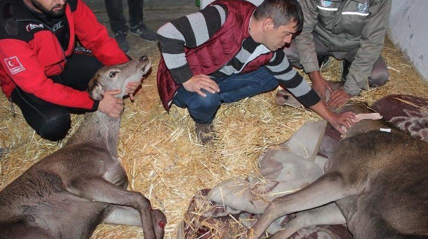 Kanala Düşen Anne Geyik Ve Yavrusu Koruma Altına Alındı