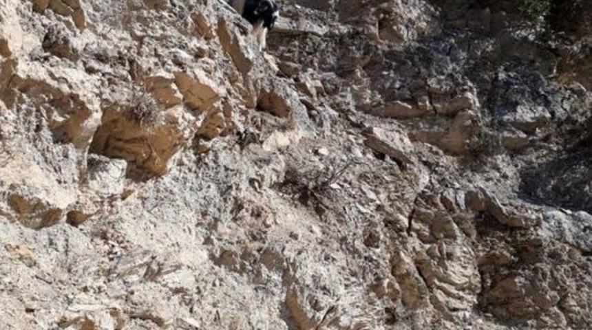 Batman&rsquo;da Kayalıklarda Mahsur Kalan Ke&ccedil;i Kurtarıldı