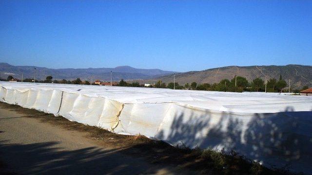 Önlem Alınan Bağlar Don Zararından Etkilenmedi