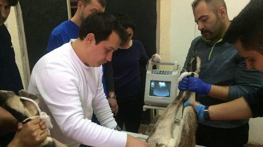 Yaban Dağ Ke&ccedil;isi, Yavrularına Kavuşmayı Bekliyor