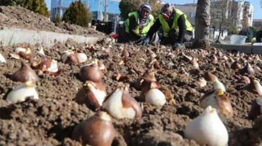 G&ouml;lbaşı&rsquo;na 70 Bin Lale Soğanı Ekildi