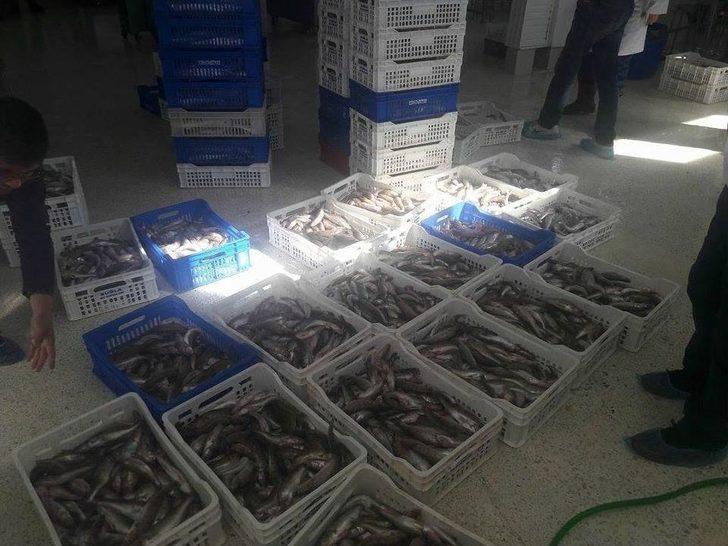 Boy Limiti Altında Levrek Balığı Tespit Edilen Balık Fabrikalarına Ceza