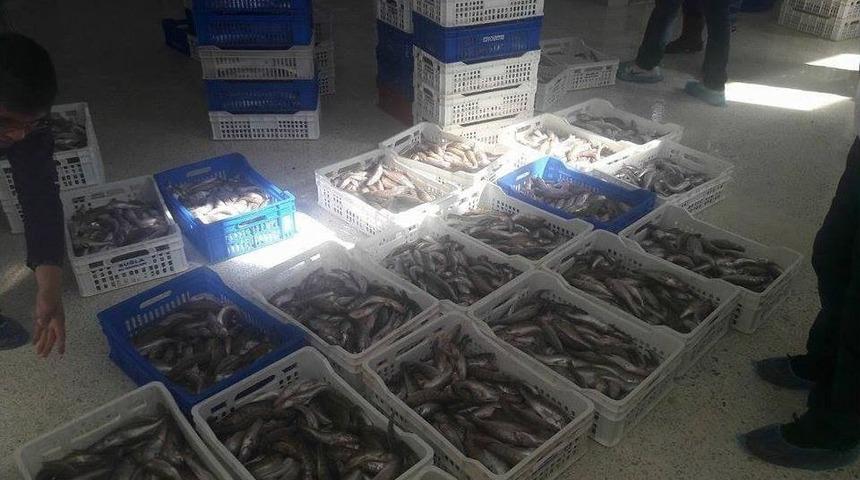 Boy Limiti Altında Levrek Balığı Tespit Edilen Balık Fabrikalarına Ceza