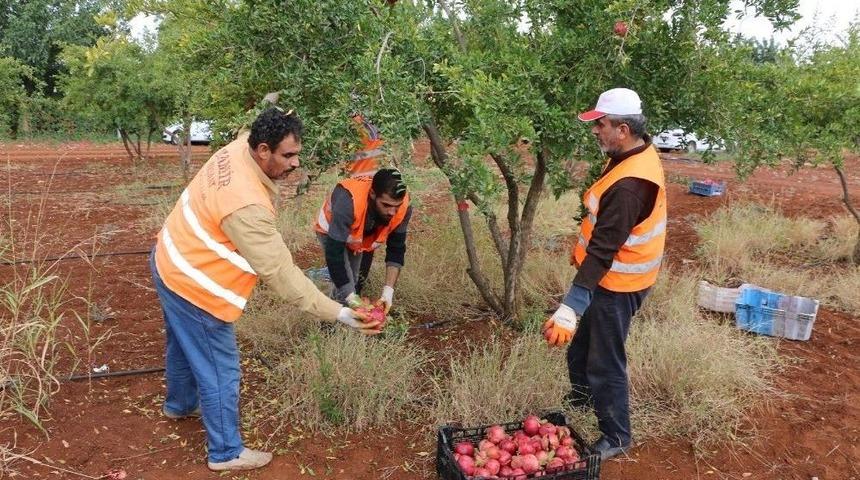 Şanlıurfa&rsquo;da Dar Gelirli Ailelere Meyve İkramı
