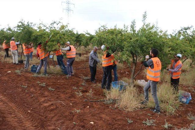 Şanlıurfa’da Dar Gelirli Ailelere Meyve İkramı