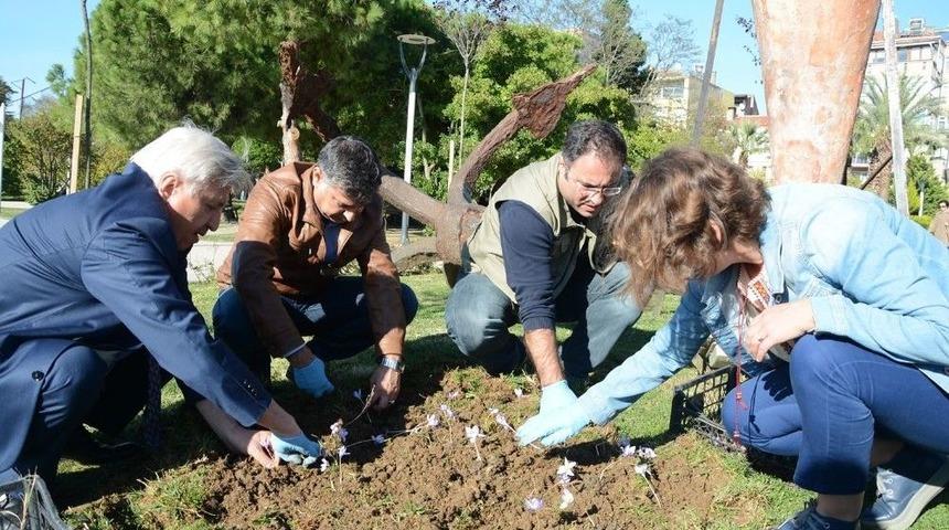 Sinop &Ccedil;iğdemi Dikildi