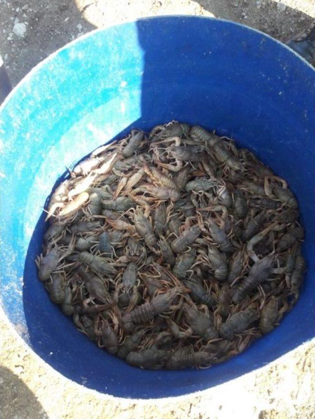 Jandarmadan Ka&ccedil;ak Kerevit Avcılığı Yapanlara Su&ccedil;&uuml;st&uuml; 1