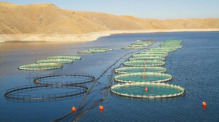 Elazığ&rsquo;dan 10 Ayda 6,5 Milyon Euroluk Alabalık İhracatı