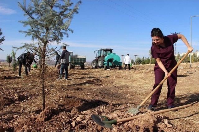 Dü’de Gerçekleştirilen 576 Organ Nakli İçin Fidan Dikildi