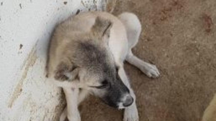 Yaralı Yavru Köpek Tedavi Edildi