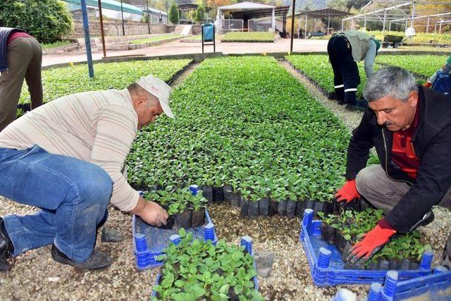 Salihli’de 200 Bin Mevsimlik Çiçek Toprakla Buluşuyor