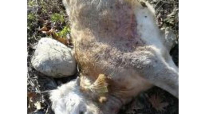 Kastamonu&rsquo;da Koyun S&uuml;r&uuml;s&uuml;ne Ayı Saldırdı