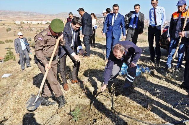 Sungurlu’da Asker Ve Öğrenciler Fidan Dikti