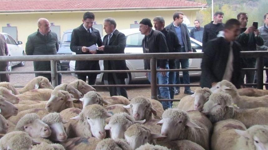 Karab&uuml;k&rsquo;te Damızlık Ko&ccedil; Dağıtıldı