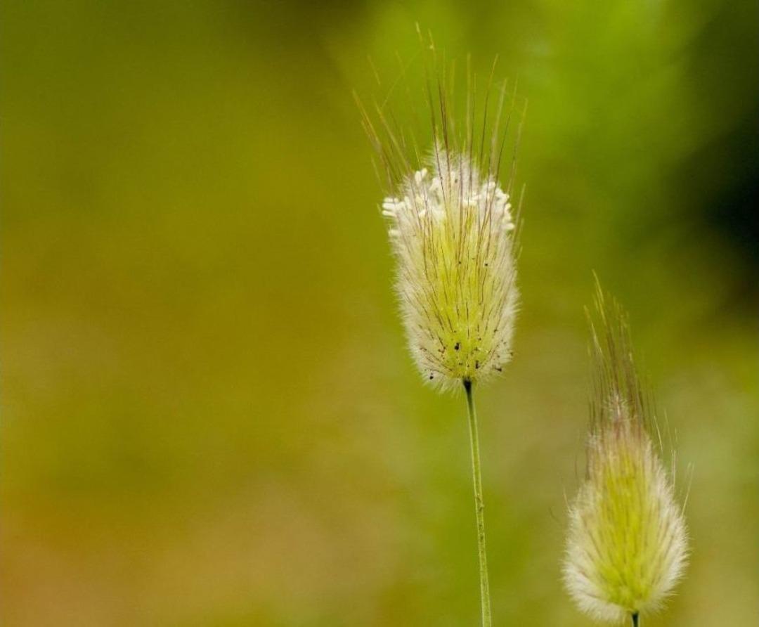 Girilmesi Yasak Olan Ormandaki Mantar T&uuml;rleri Başka Ormanlarda Yok