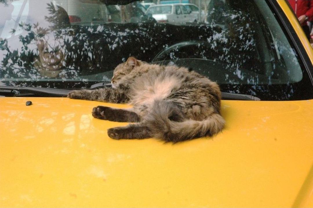 Taksi Durağının Maskotu &lsquo;sıla&rsquo;