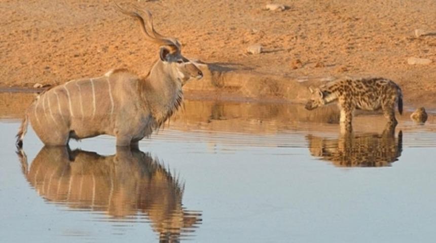 Antilobun zekası hayatını kurtardı