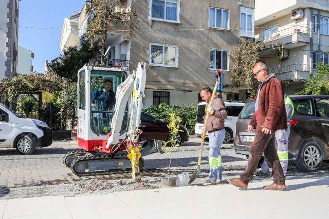 Didim Yeşil Bir Kent Olma Yolunda İlerliyor