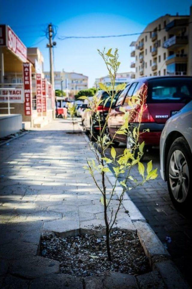 Didim Yeşil Bir Kent Olma Yolunda İlerliyor