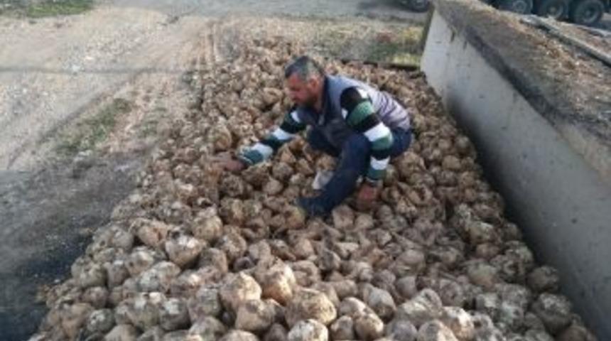 Hisarcık&rsquo;ta Şeker Pancarı S&ouml;k&uuml;m Kampanyası Başladı