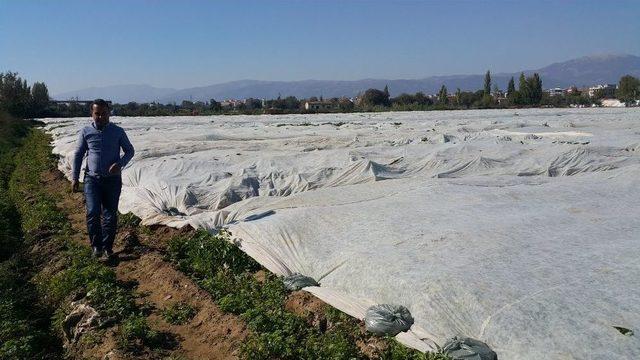 Üreticiler Endişelendi, Bütün Tarlalar Elyaf Örtüyle Kaplandı