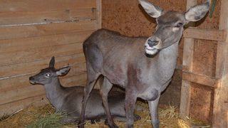 Anne Ve Yavru Geyiğin Yaraları Düzeliyor