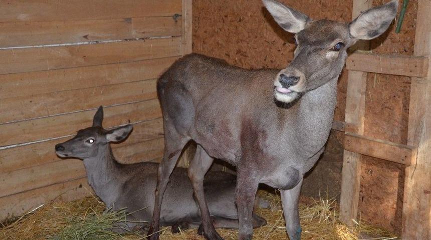 Anne Ve Yavru Geyiğin Yaraları Düzeliyor