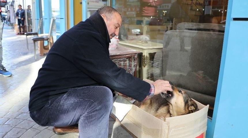 Rize’de Bir Otomobilin Çarpıp Kaçtığı Yaralı Köpeğe Esnaf Sahip Çıktı