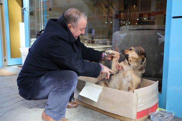 Rize’de Bir Otomobilin Çarpıp Kaçtığı Yaralı Köpeğe Esnaf Sahip Çıktı 1