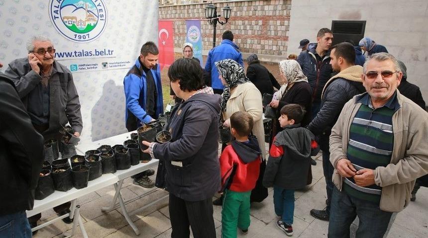 Talas Belediyesi Karadut Fidesi Dağıttı