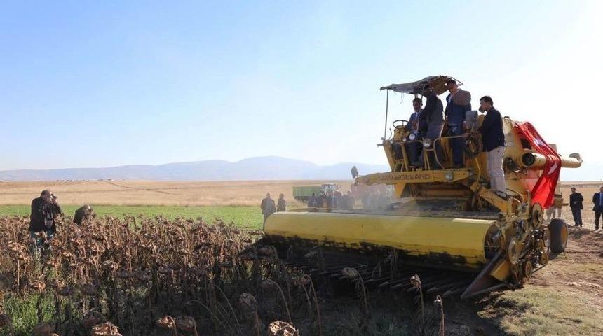 &Ccedil;orum&rsquo;da İkinci &Uuml;r&uuml;n Hasadı