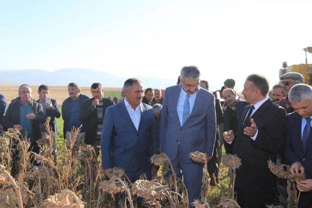 Çorum’da İkinci Ürün Hasadı