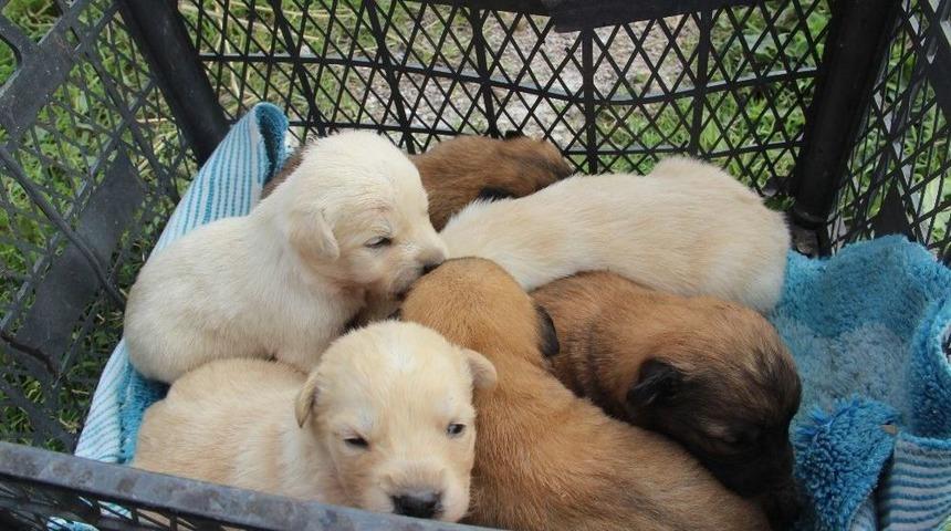 Anneleri Zehirlenerek &Ouml;ld&uuml;r&uuml;len Yavru K&ouml;pekler Yuvalarına Kavuştu