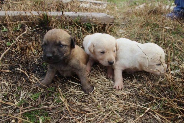 Anneleri Zehirlenerek Öldürülen Yavru Köpekler Yuvalarına Kavuştu