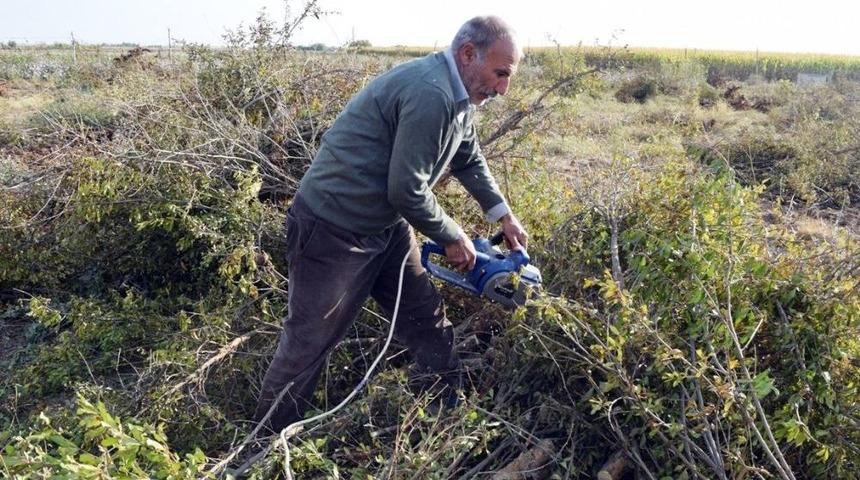 "para Etmiyor" Diye Bin 200 Nar Ağacını Kesti