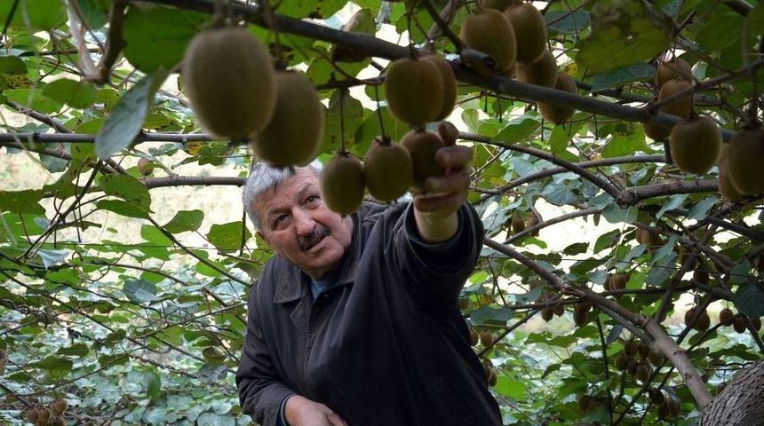Ordu&rsquo;nun İ&ccedil; Kesimlerinde Kivi Hasadı Başladı