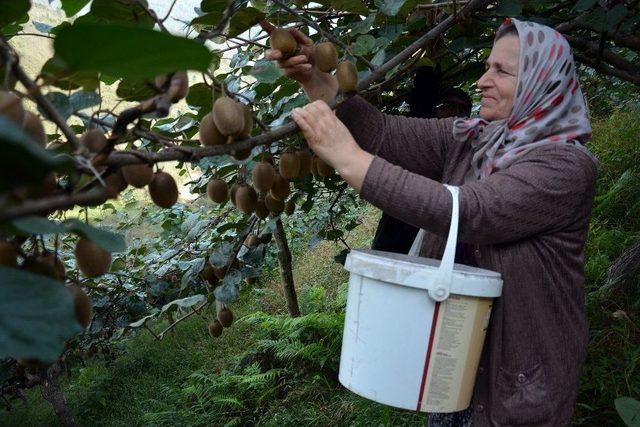 Ordu’nun İç Kesimlerinde Kivi Hasadı Başladı