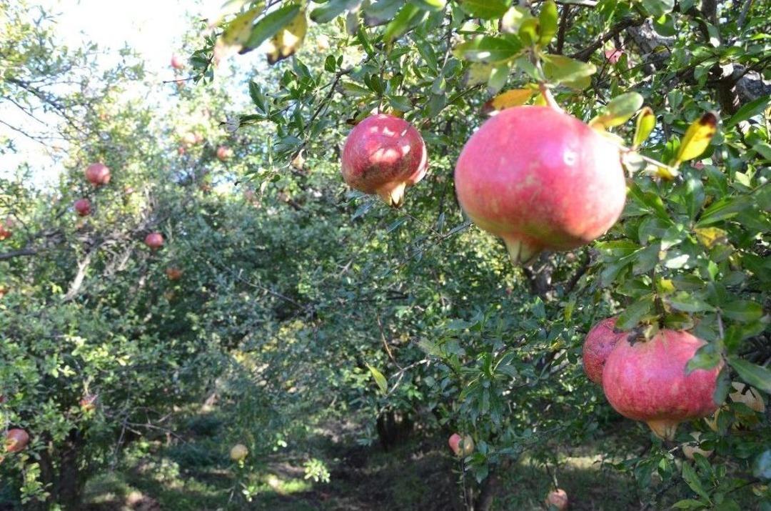 Nar &Uuml;reticisi Alıcı Bulamamaktan Şikayet&ccedil;i