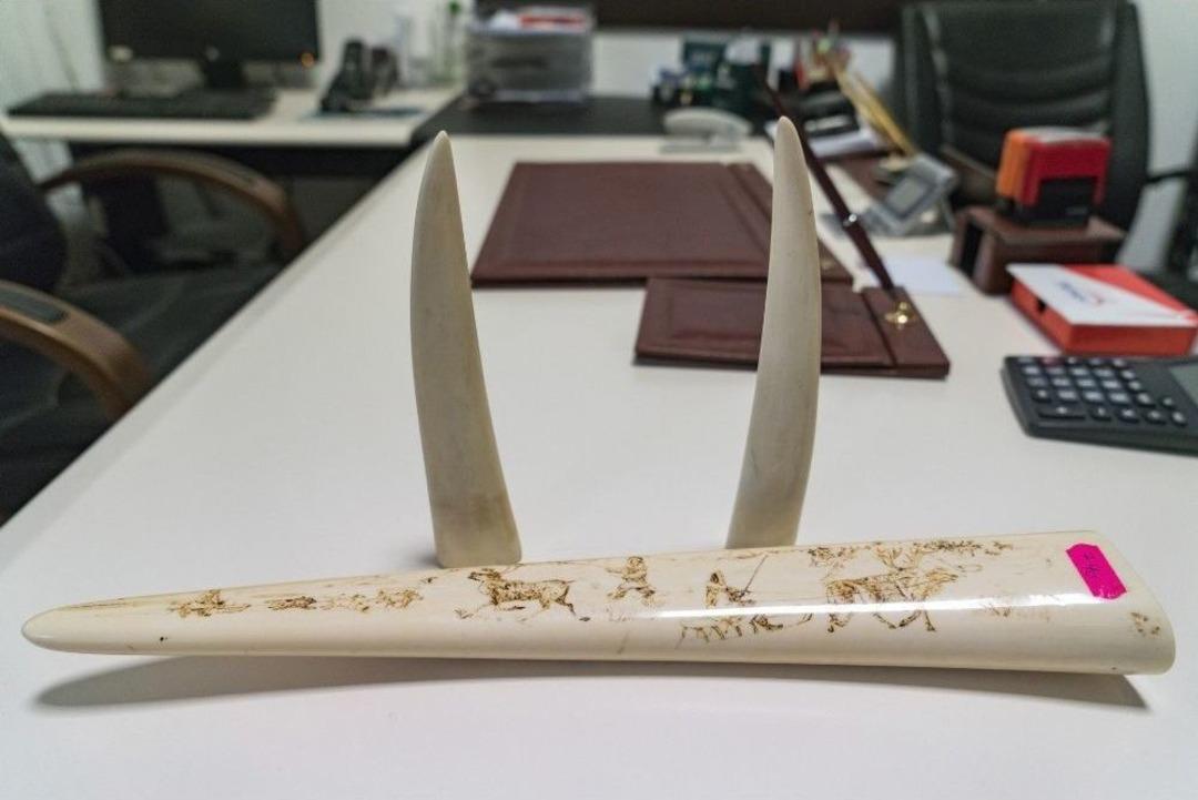 Kocaeli Ve Bursa&rsquo;da &Ccedil;ok Sayıda Ka&ccedil;ak Fildişi Malzeme Ele Ge&ccedil;irildi