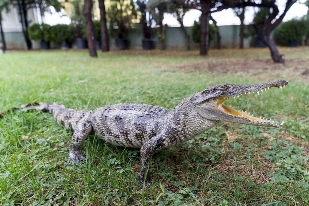 Bursa&rsquo;da Timsah Ka&ccedil;ak&ccedil;ılarına Su&ccedil;&uuml;st&uuml;