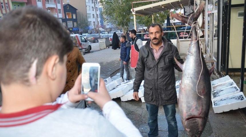 1,5 Metrelik Balığa B&uuml;y&uuml;k İlgi