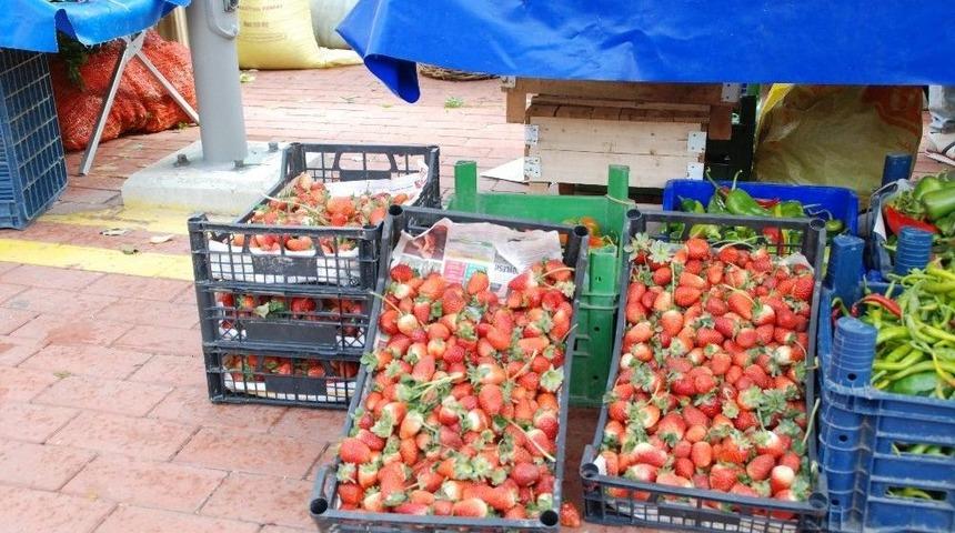 Enezli &Ccedil;ilek &Uuml;reticisi Destek Bekliyor